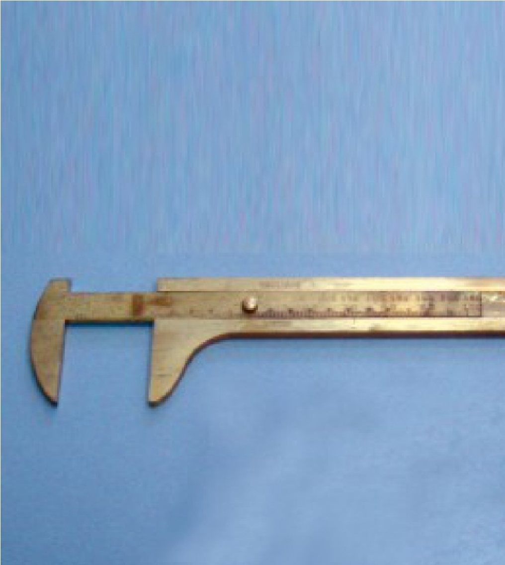Medžių pumpurų slankmatis (10 cm)